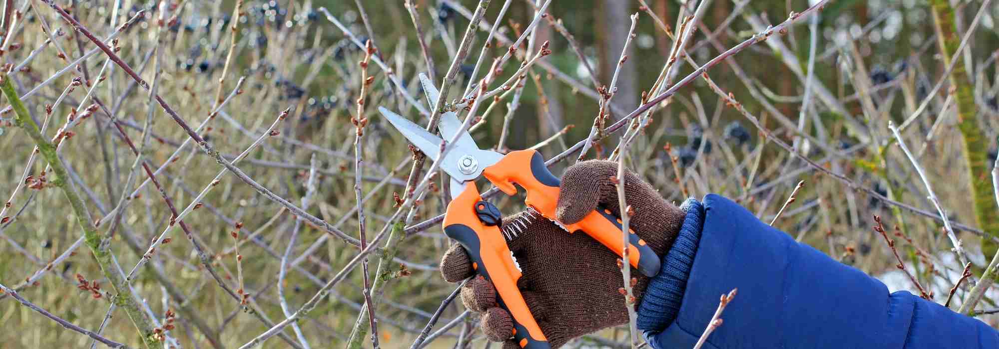 Was im Winter zurückschneiden?