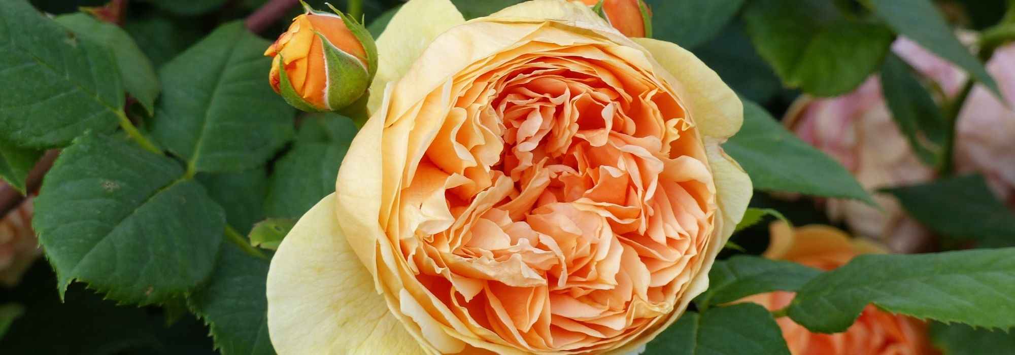 9 orange Englische Rosen von David Austin