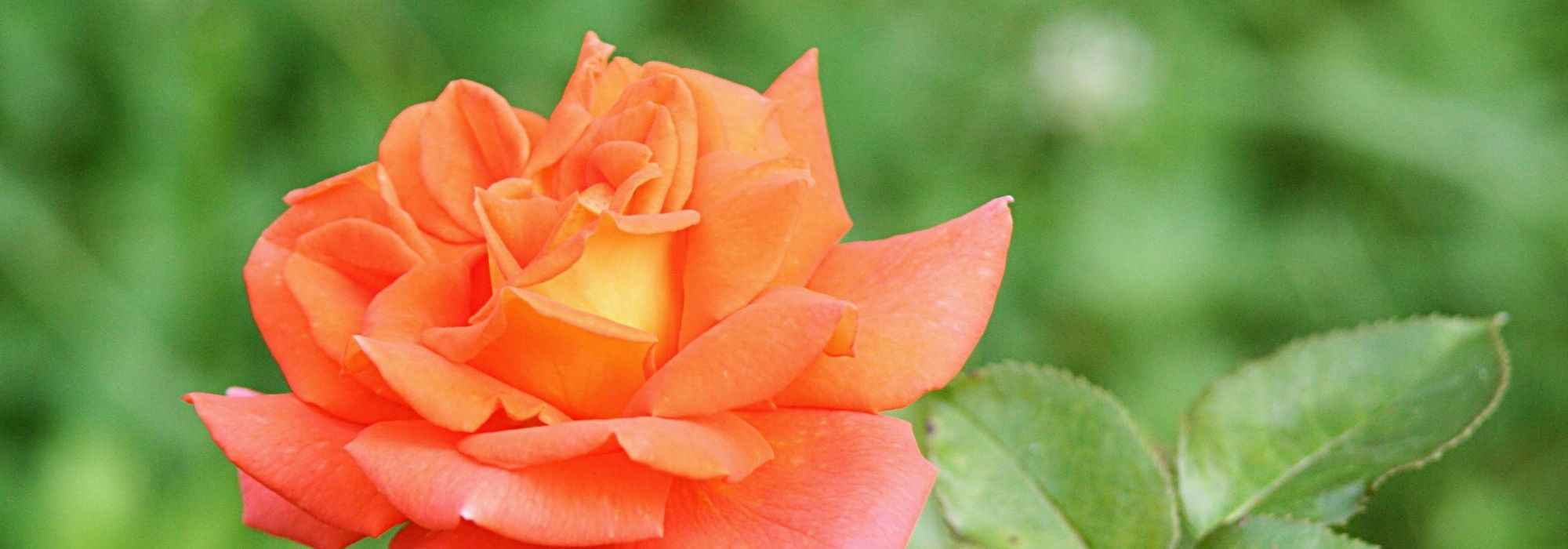 7 großblütige orange Buschrosen