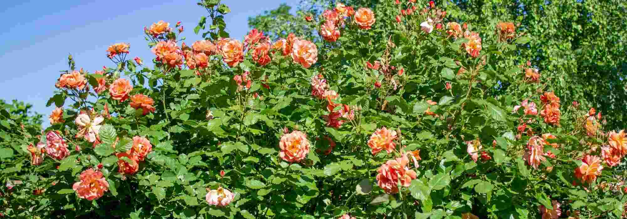 5 orangefarbene Kletterrosen