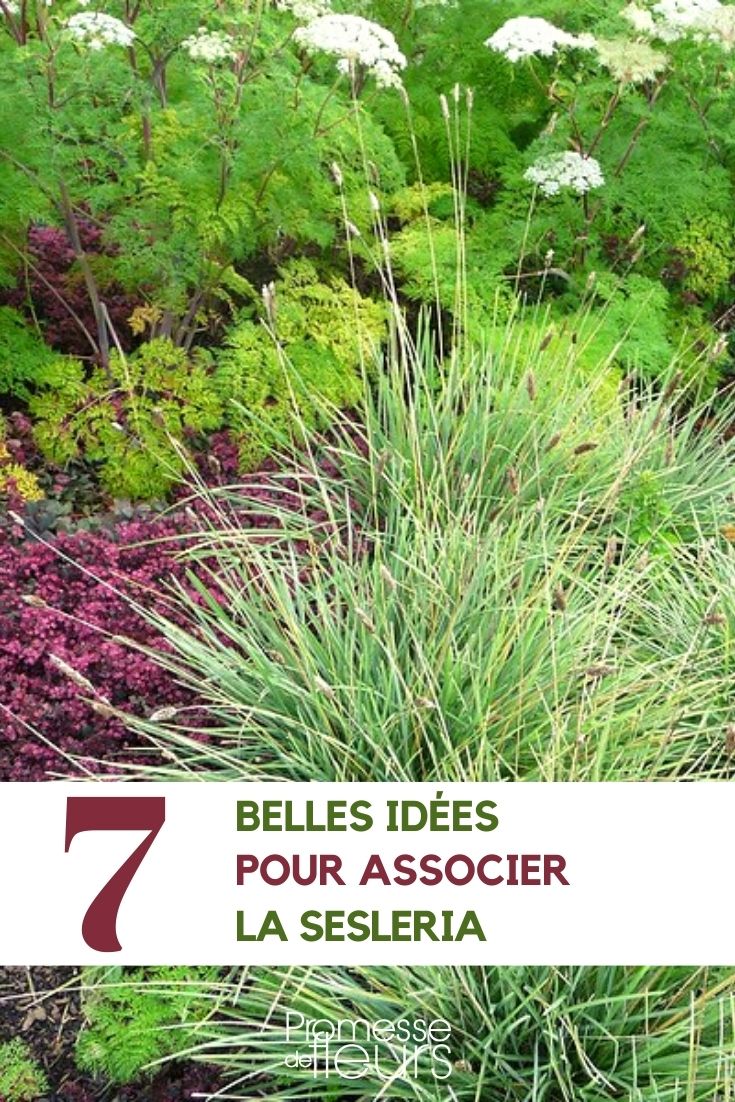 Sesleria - passende Pflanzpartner