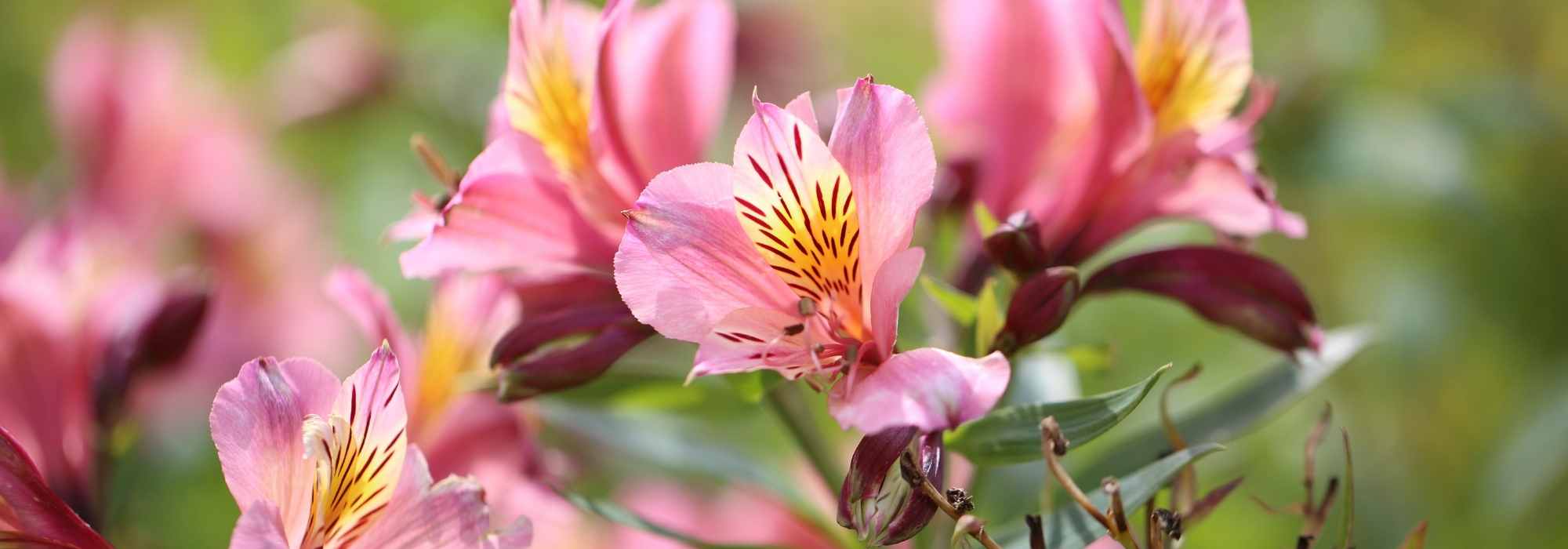 9 rosa blühende Stauden