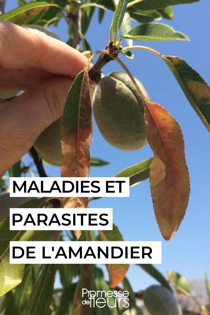 Schädlinge und Krankheiten bei Prunus dulcis (Mandelbaum)