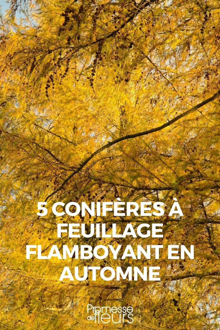 5 Nadelbäume mit flammendem Herbstlaub