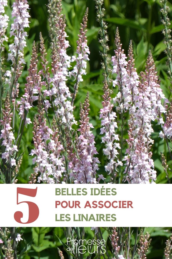 Linaria-Vereinigung