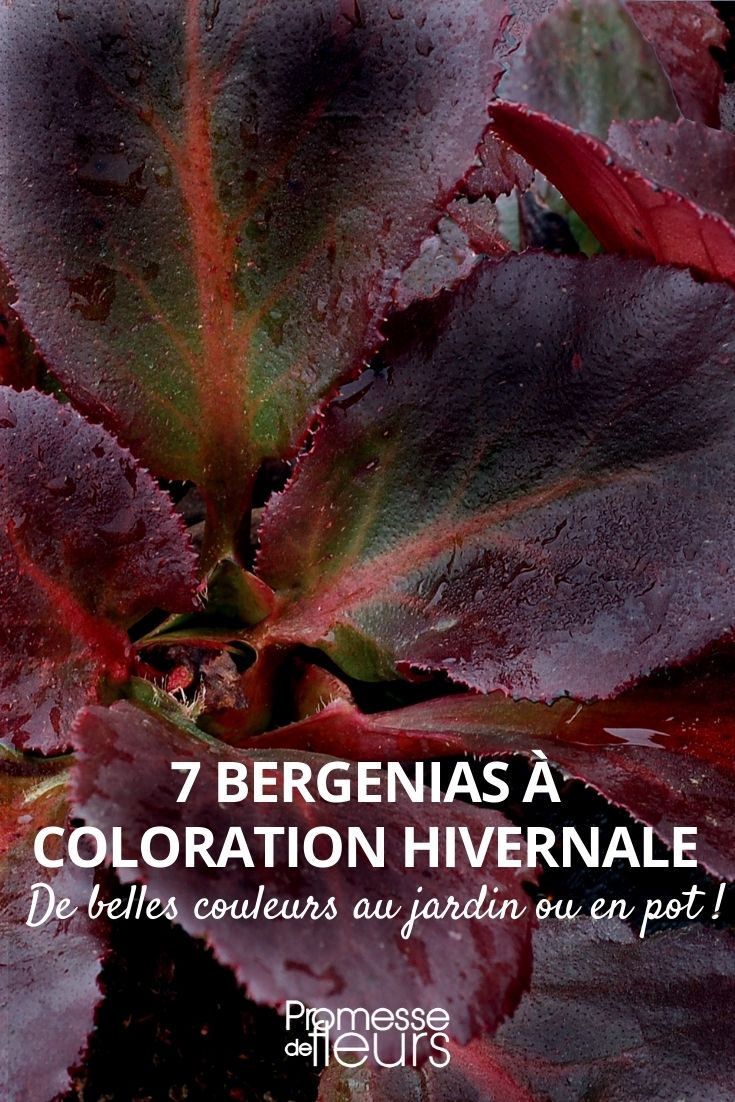 7 Bergenien mit winterlicher Färbung