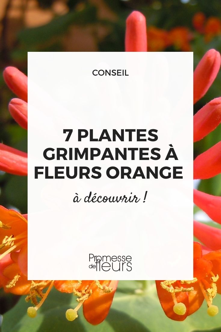 Kletterpflanzen, Schlingpflanzen mit orangefarbener Blüte