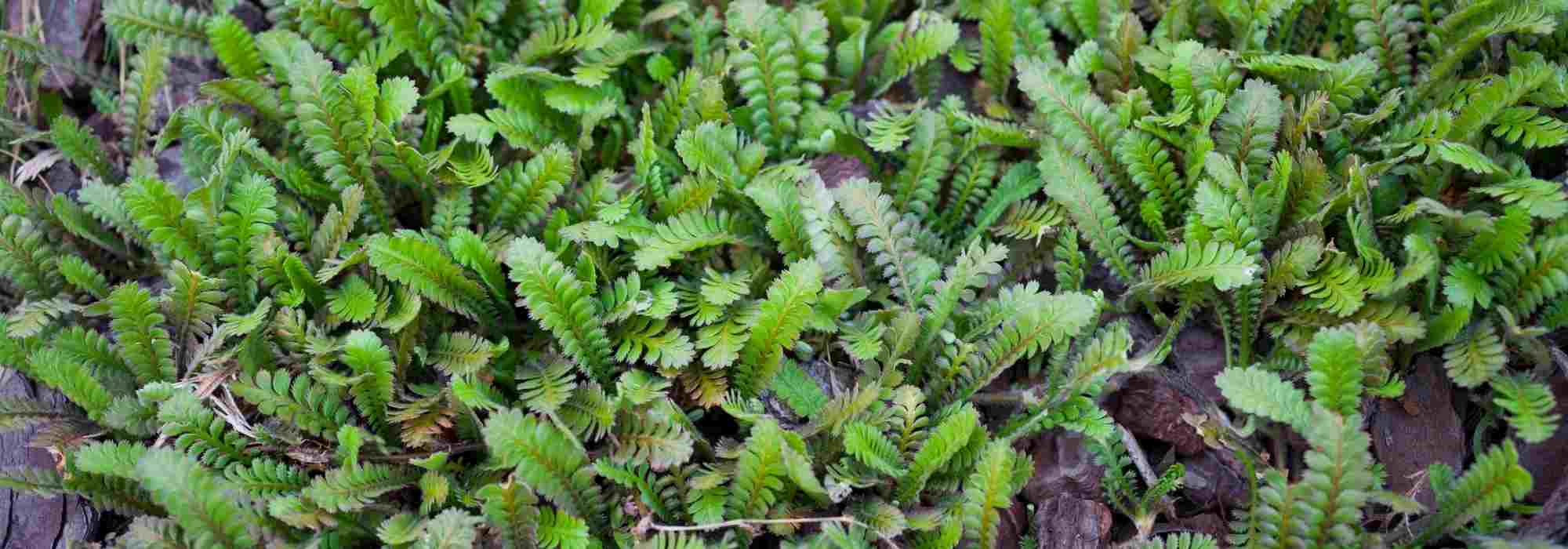Leptinella oder Fiederpolster kombinieren?