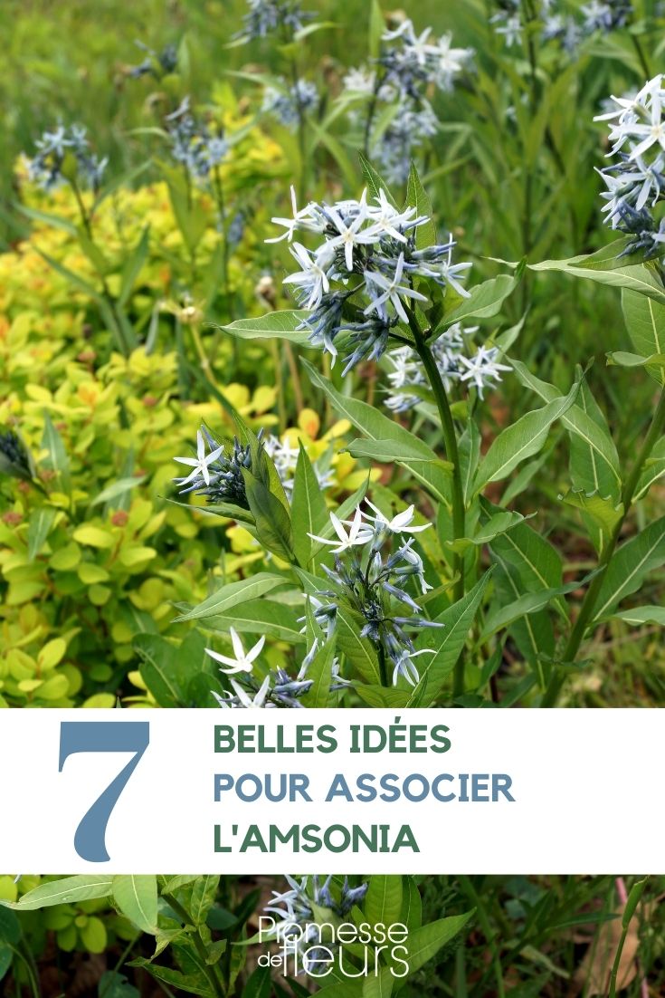 Amsonia kombinieren