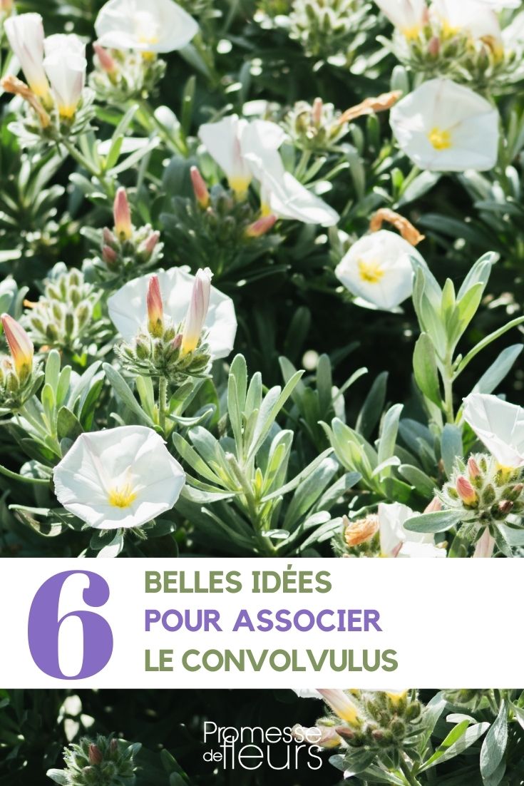 Ideen für die Kombination von Convolvulus im Garten