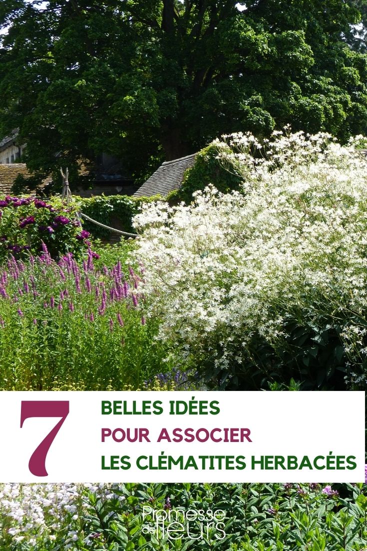 Kombinieren Sie krautige Clematis