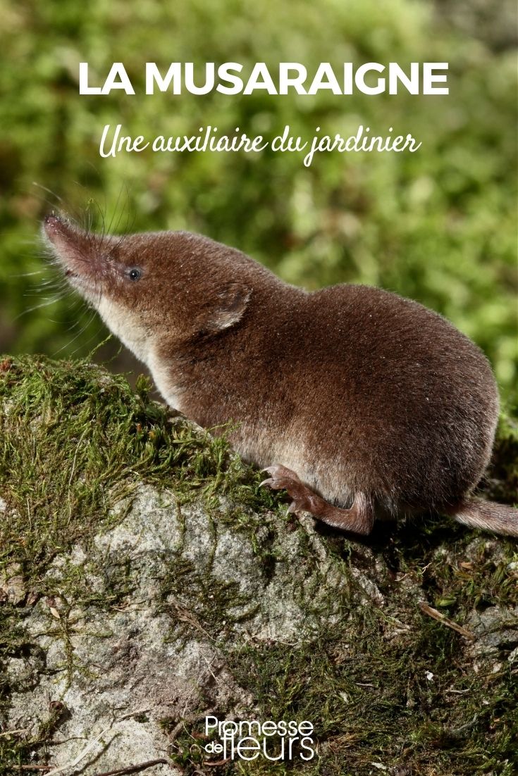 Spitzmaus im Garten