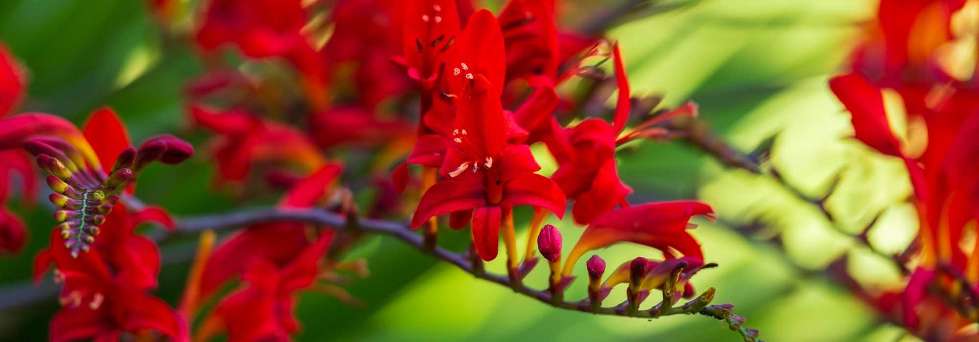 7 Sommerzwiebeln mit roten Blüten