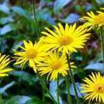 Buphthalmum: Pflanzung und Pflege

<h2>Buphthalmum: Attraktive Staude für sonnige Beete</h2>

<p>Das <strong>Buphthalmum</strong>, auch Ochsenauge genannt, ist eine bezaubernde Staude mit leuchtend gelben, margeritenähnlichen Blüten. Diese robuste Pflanze aus der Familie der Korbblütler (Asteraceae) bringt von Juni bis September Farbe in Ihren Garten.</p>

<h3>Standort und Boden</h3>

<ul>
<li><strong>Sonniger Standort</strong>: Das Buphthalmum gedeiht am besten in voller Sonne.</li>
<li><strong>Durchlässiger Boden</strong>: Bevorzugt humose, frische bis mäßig trockene Böden.</li>
<li><strong>Gute Drainage</strong>: Staunässe sollte vermieden werden.</li>
</ul>

<h3>Pflanzung</h3>

<p>Die beste Pflanzzeit ist im <strong>Frühjahr oder Herbst</strong>:</p>

<ol>
<li>Pflanzloch ausheben (doppelter Wurzelballendurchmesser)</li>
<li>Wurzelballen vor dem Pflanzen wässern</li>
<li>Pflanze einsetzen und mit Erde auffüllen</li>
<li>Gut angießen</li>
</ol>

<h3>Pflege</h3>

<ul>
<li><strong>Gießen</strong>: Regelmäßig in Trockenperioden, aber mäßig.</li>
<li><strong>Düngen</strong>: Im Frühjahr mit Kompost oder organischem Dünger.</li>
<li><strong>Rückschnitt</strong>: Verblühtes entfernen fördert Nachblüte.</li>
<li><strong>Winterhart</strong>: In den meisten Regionen benötigt es keinen Winterschutz.</li>
</ul>

<h3>Verwendung im Garten</h3>

<p>Das Buphthalmum eignet sich hervorragend für:</p>

<ul>
<li>Staudenbeete und Bauerngärten</li>
<li>Naturnahe Pflanzungen</li>
<li>Bienenweiden (sehr insektenfreundlich!)</li>
<li>Trockensträuße (Blüten halten gut in der Vase)</li>
</ul>

<p>Diese pflegeleichte Staude ist ein wahrer Blickfang im Sommergarten und zieht mit ihren sonnengelben Blüten zahlreiche Bestäuber an.</p>