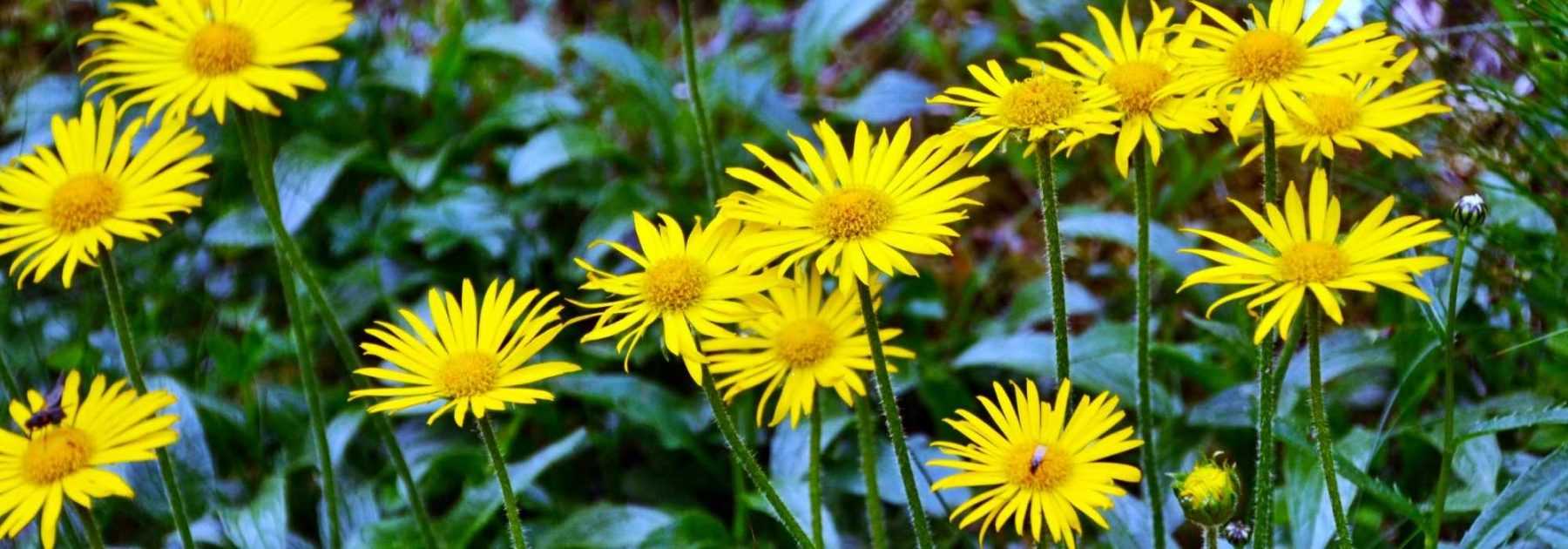 Buphthalmum: Pflanzung und Pflege
<h2>Buphthalmum: Attraktive Staude für sonnige Beete</h2>
<p>Das <strong>Buphthalmum</strong>, auch Ochsenauge genannt, ist eine bezaubernde Staude mit leuchtend gelben, margeritenähnlichen Blüten. Diese robuste Pflanze aus der Familie der Korbblütler (Asteraceae) bringt von Juni bis September Farbe in Ihren Garten.</p>
<h3>Standort und Boden</h3>
<ul>
<li><strong>Sonniger Standort</strong>: Das Buphthalmum gedeiht am besten in voller Sonne.</li>
<li><strong>Durchlässiger Boden</strong>: Bevorzugt humose, frische bis mäßig trockene Böden.</li>
<li><strong>Gute Drainage</strong>: Staunässe sollte vermieden werden.</li>
</ul>
<h3>Pflanzung</h3>
<p>Die beste Pflanzzeit ist im <strong>Frühjahr oder Herbst</strong>:</p>
<ol>
<li>Pflanzloch ausheben (doppelter Wurzelballendurchmesser)</li>
<li>Wurzelballen vor dem Pflanzen wässern</li>
<li>Pflanze einsetzen und mit Erde auffüllen</li>
<li>Gut angießen</li>
</ol>
<h3>Pflege</h3>
<ul>
<li><strong>Gießen</strong>: Regelmäßig in Trockenperioden, aber mäßig.</li>
<li><strong>Düngen</strong>: Im Frühjahr mit Kompost oder organischem Dünger.</li>
<li><strong>Rückschnitt</strong>: Verblühtes entfernen fördert Nachblüte.</li>
<li><strong>Winterhart</strong>: In den meisten Regionen benötigt es keinen Winterschutz.</li>
</ul>
<h3>Verwendung im Garten</h3>
<p>Das Buphthalmum eignet sich hervorragend für:</p>
<ul>
<li>Staudenbeete und Bauerngärten</li>
<li>Naturnahe Pflanzungen</li>
<li>Bienenweiden (sehr insektenfreundlich!)</li>
<li>Trockensträuße (Blüten halten gut in der Vase)</li>
</ul>
<p>Diese pflegeleichte Staude ist ein wahrer Blickfang im Sommergarten und zieht mit ihren sonnengelben Blüten zahlreiche Bestäuber an.</p>