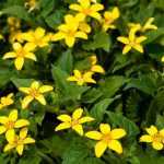 Chrysogonum: Pflanzung, Kultivierung und Pflege