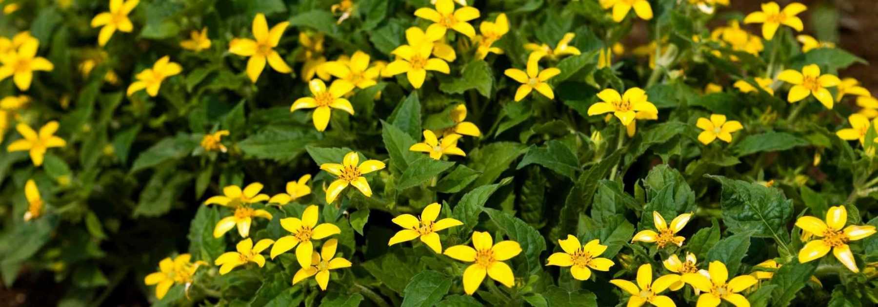 Chrysogonum: Pflanzung, Kultivierung und Pflege