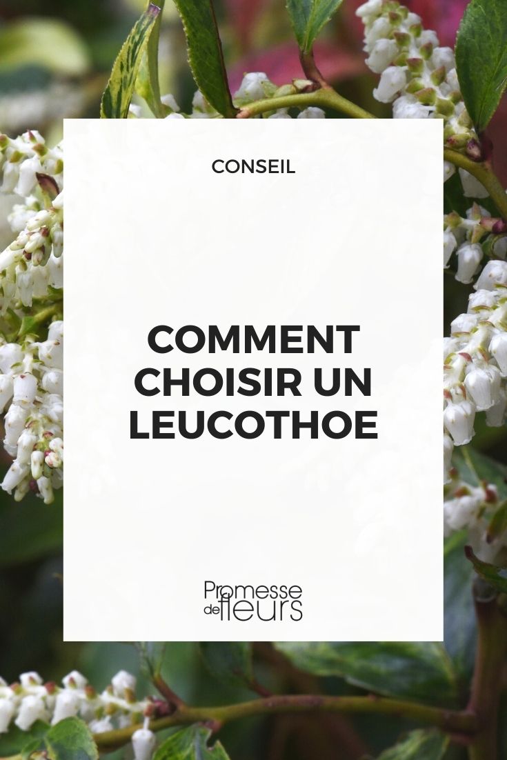 Auswahl Leucothoe