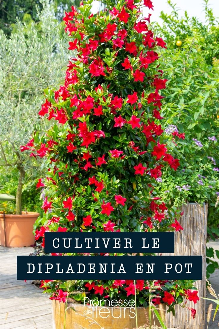 Kultivierung und Pflanzung von Dipladenia in Töpfen, Kübeln und Balkonkästen