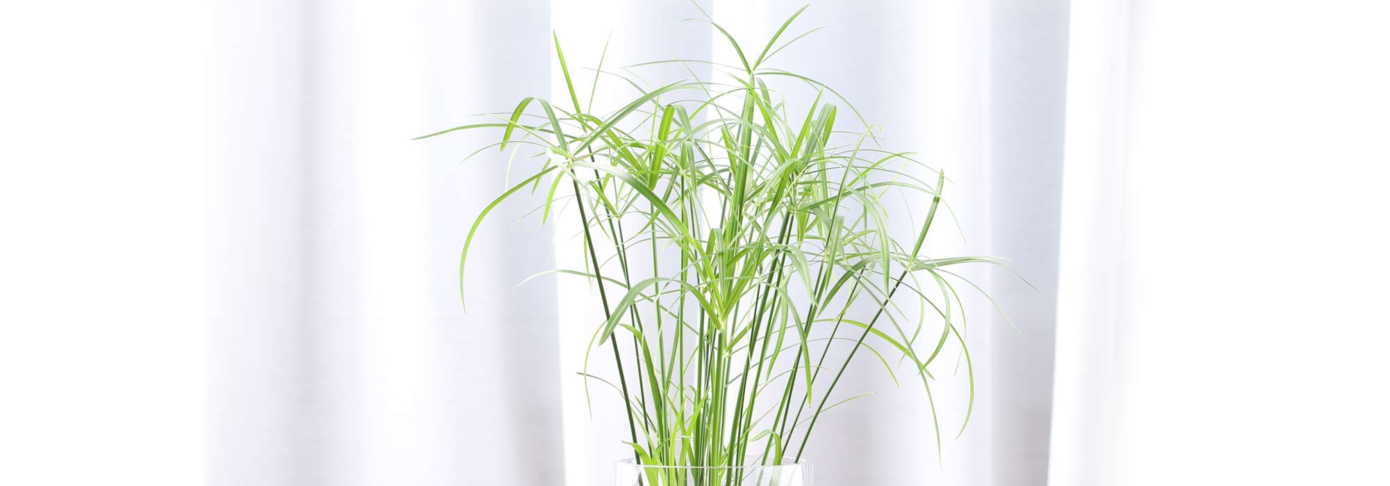 Papyrus oder Zypergras im Topf kultivieren