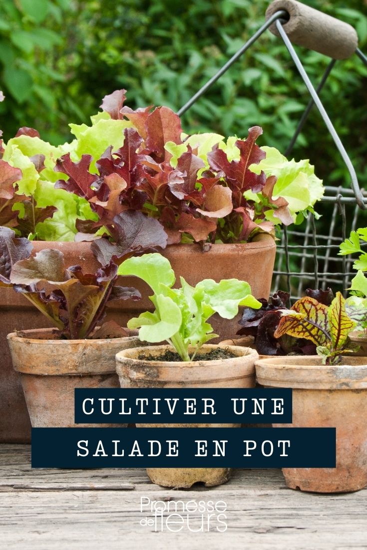 Salatkultur im Topf, Pflanzkübel oder Balkonkasten