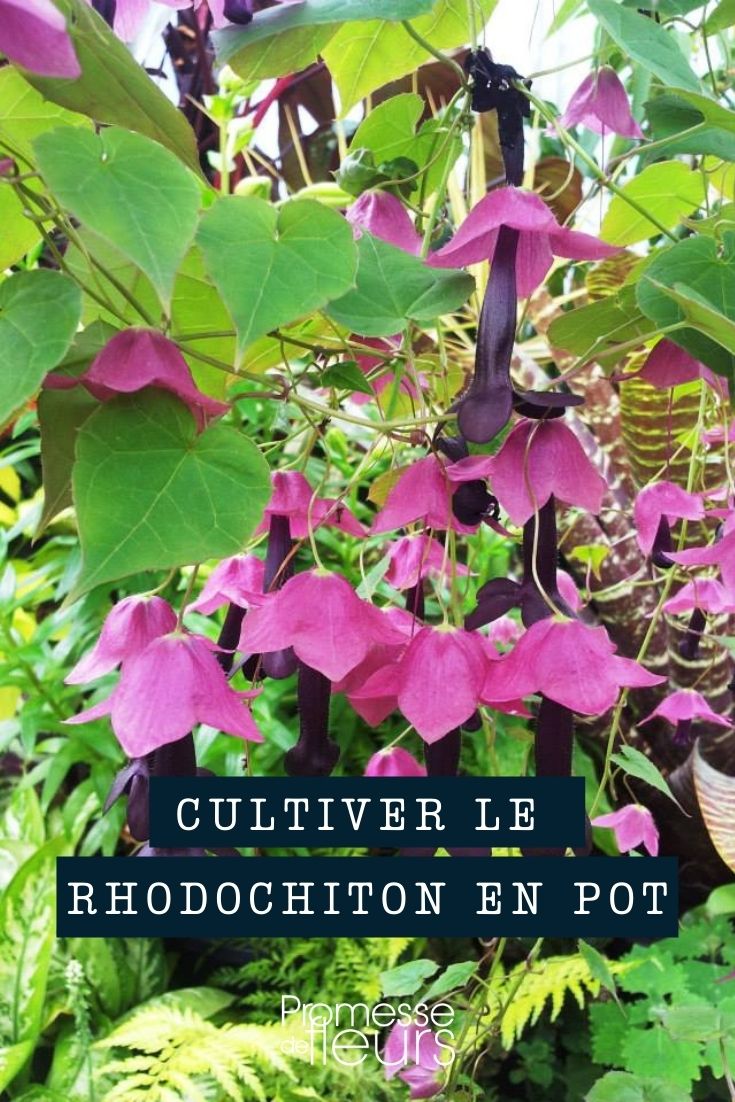 Rhodochiton im Topf, Kübel oder Balkonkasten pflanzen