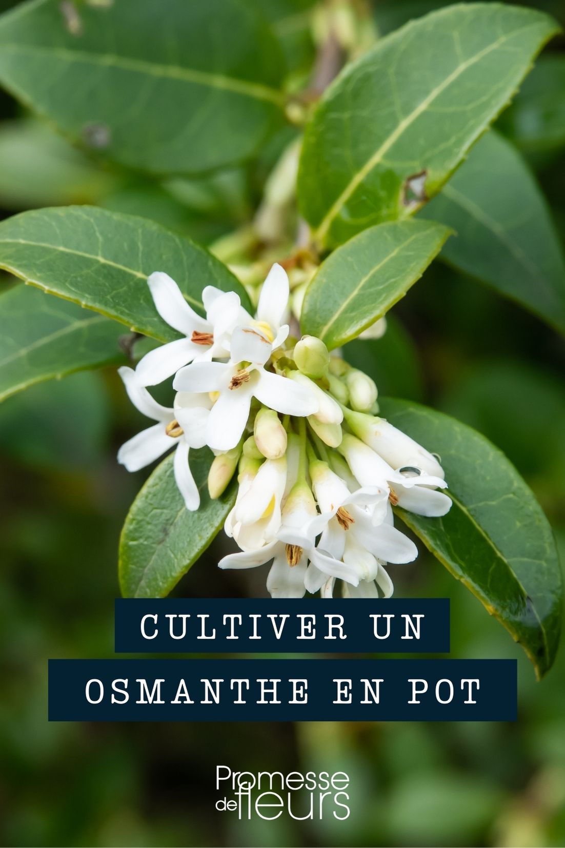 Osmanthus im Topf, Kübel oder Pflanzkasten