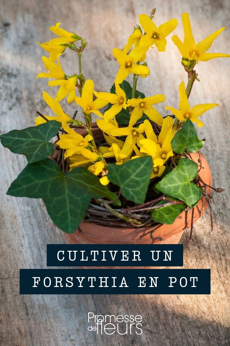 # Forsythien im Topf oder Kübel kultivieren

## Einleitung
Forsythien, auch Goldglöckchen genannt, sind beliebte Frühblüher, die mit ihren leuchtend gelben Blüten den Frühling einläuten. Auch wenn sie normalerweise als Gartensträucher bekannt sind, können sie erfolgreich in Töpfen oder Kübeln gezogen werden - ideal für Balkone, Terrassen oder kleine Gärten.

## Die richtige Sorte wählen
Für die Kultur im Container eignen sich besonders kompakt wachsende Sorten wie:
- Forsythia 'Minigold' (Zwergform)
- Forsythia 'Week-End' (aufrechter Wuchs)
- Forsythia 'Marée d'Or' (hängende Form)

## Pflanzung und Substrat
1. **Gefäßwahl**: Wählen Sie einen ausreichend großen Topf (mind. 40 cm Durchmesser) mit Drainagelöchern.
2. **Drainage**: Legen Sie eine Schicht Blähton oder Kies auf den Boden.
3. **Substrat**: Verwenden Sie hochwertige Blumenerde gemischt mit Sand oder Tongranulat für bessere Drainage.

## Pflegetipps
- **Gießen**: Regelmäßig wässern, Staunässe vermeiden
- **Düngen**: Von März bis August alle 2 Wochen mit Flüssigdünger
- **Schnitt**: Direkt nach der Blüte auslichten
- **Überwintern**: Frostempfindliche Kübel im Winter schützen oder an geschützte Stelle stellen

## Blütenförderung
Für eine reiche Blüte:
- Ausreichend Sonnenlicht (mind. 4-6 Stunden täglich)
- Keinen zu starken Rückschnitt im Herbst
- Kaliumbetonten Dünger im Spätsommer

## Fazit
Mit der richtigen Sortenwahl und Pflege gedeihen Forsythien prächtig in Töpfen und verwandeln Ihren Balkon oder Ihre Terrasse jedes Frühjahr in ein gelbes Blütenmeer. Die pflegeleichten Sträucher sind ideal für Gartenfreunde mit wenig Platz.