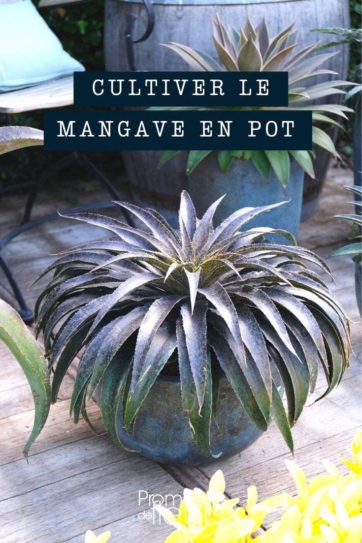 Anbau und Pflege der Mangave im Topf