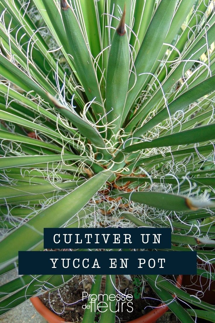 Yucca im Topf, Kübel oder Pflanzkasten pflanzen
