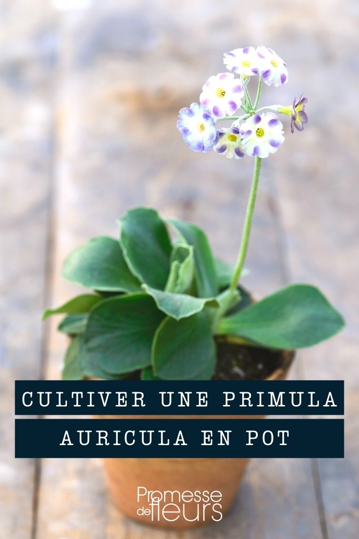 Eine Primula auricula im Topf kultivieren