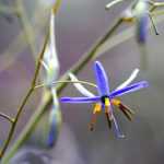 Dianella: Pflanzung, Pflege und Kultivierung