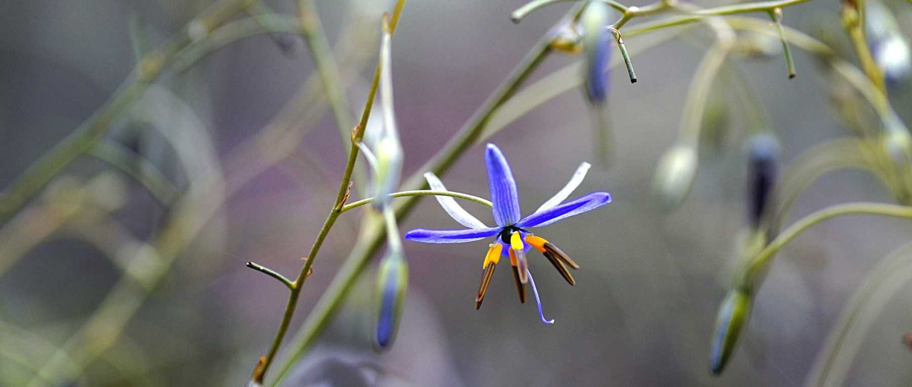 Dianella: Pflanzung, Pflege und Kultivierung