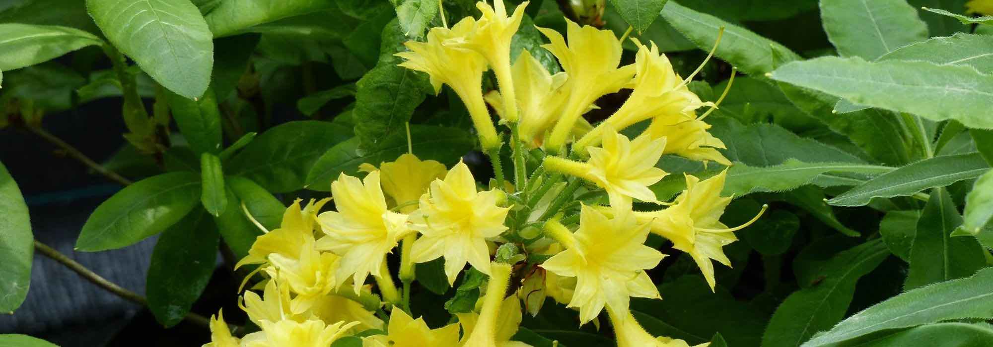 5 Sommergrüne Azaleen mit gelben Blüten