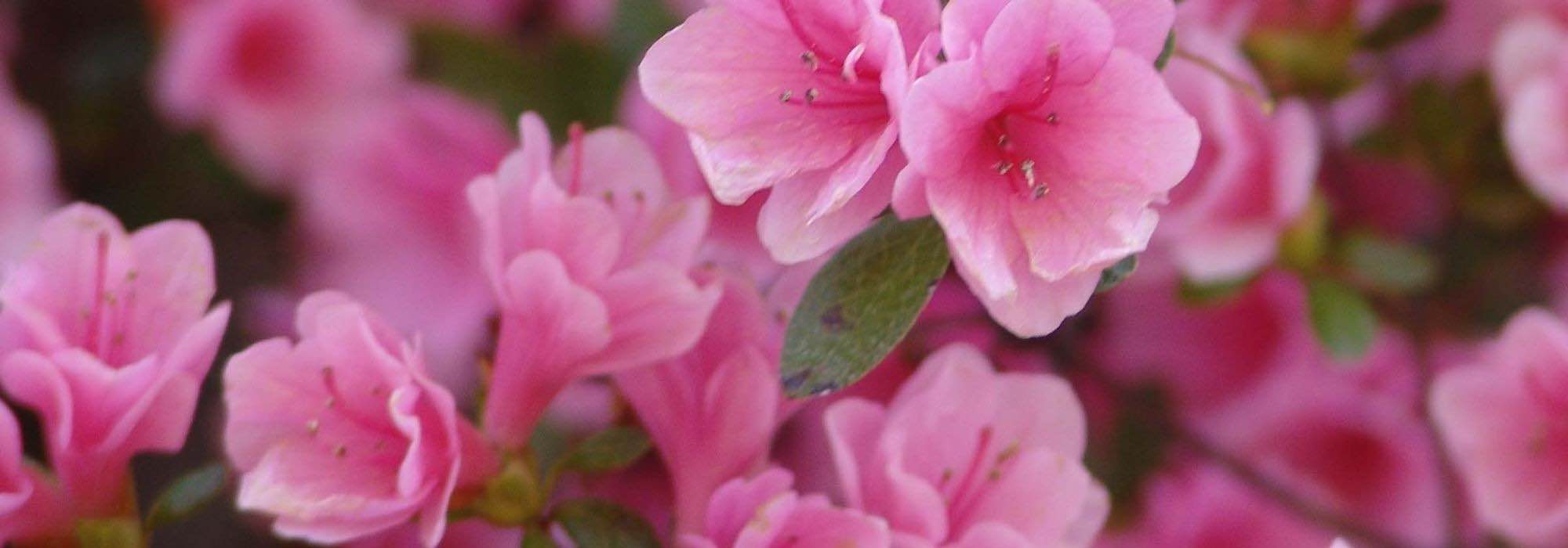 10 Japanische Azaleen mit rosa Blüten