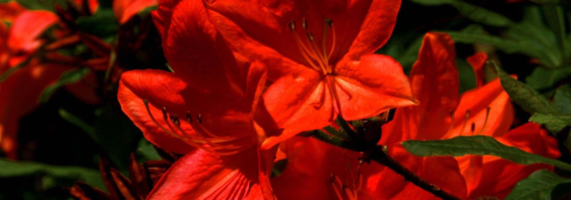 10 Japanische Azaleen mit roten Blüten