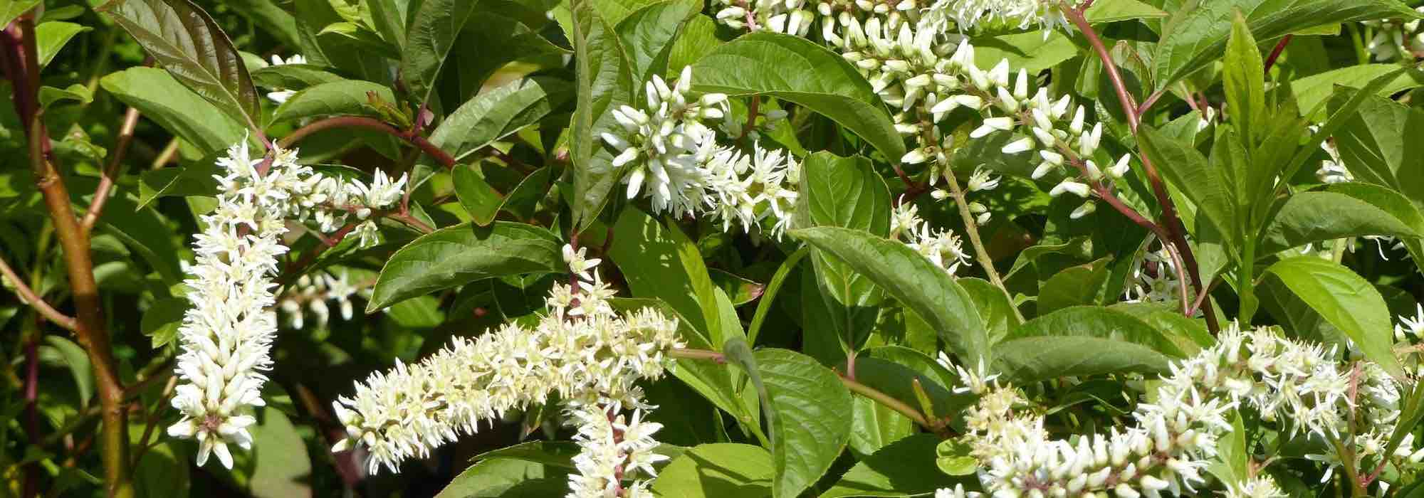 Itea kombinieren
