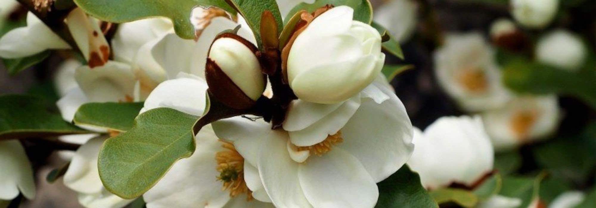 Magnolie im Topf kultivieren