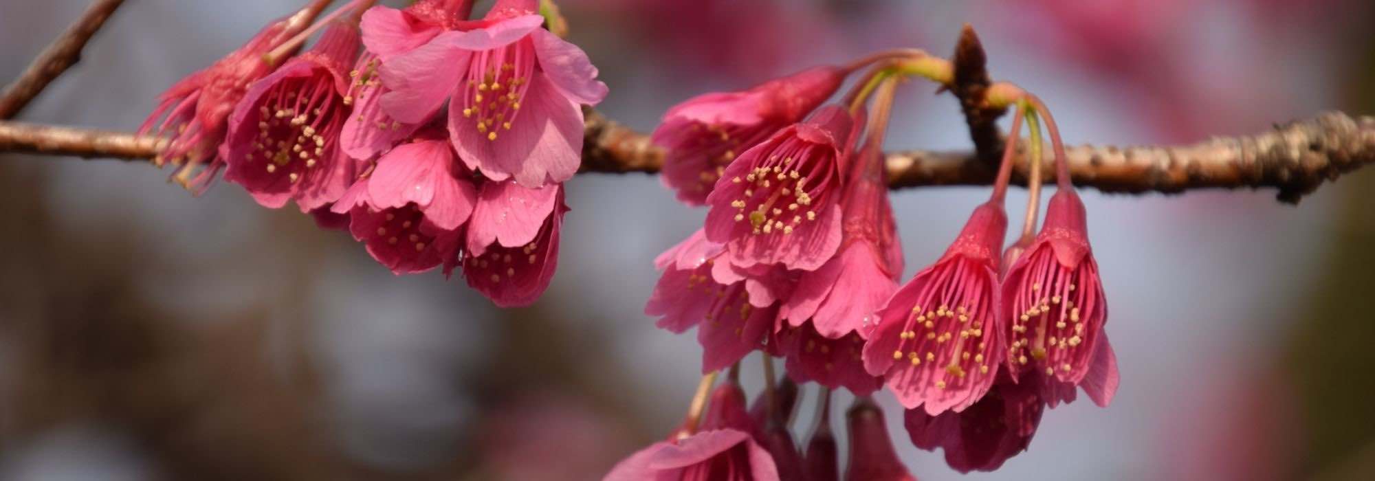 10 Ideen für Zierkirschen-Kombinationen