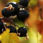 Schwarze Johannisbeere: Krankheiten und Parasiten