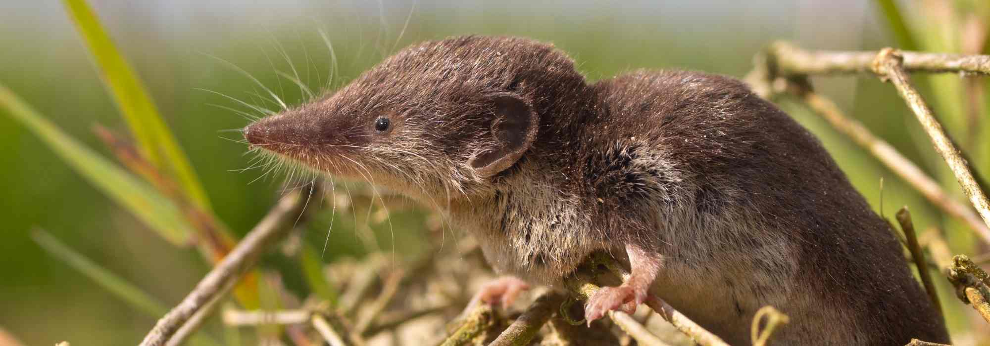 Gartenhelfer: Spitzmaus