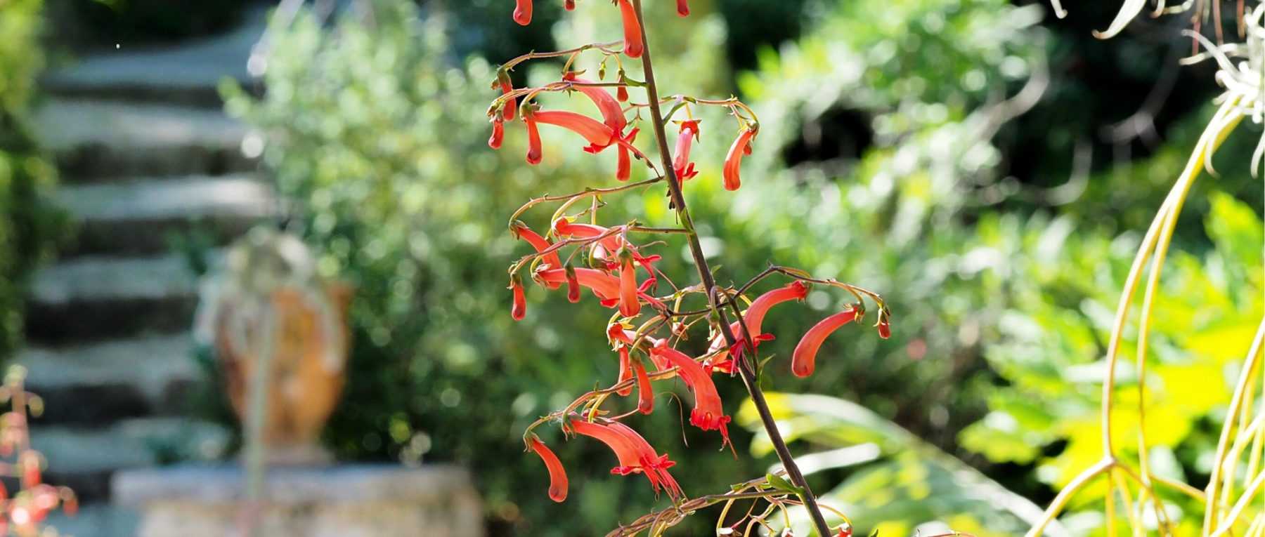 Phygelius: Pflanzen, Pflegen und Überwintern