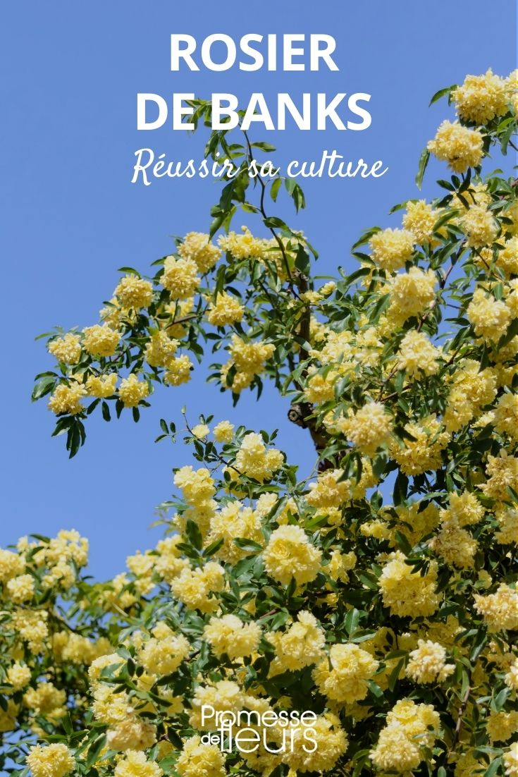 Rosa banksiae kultivieren