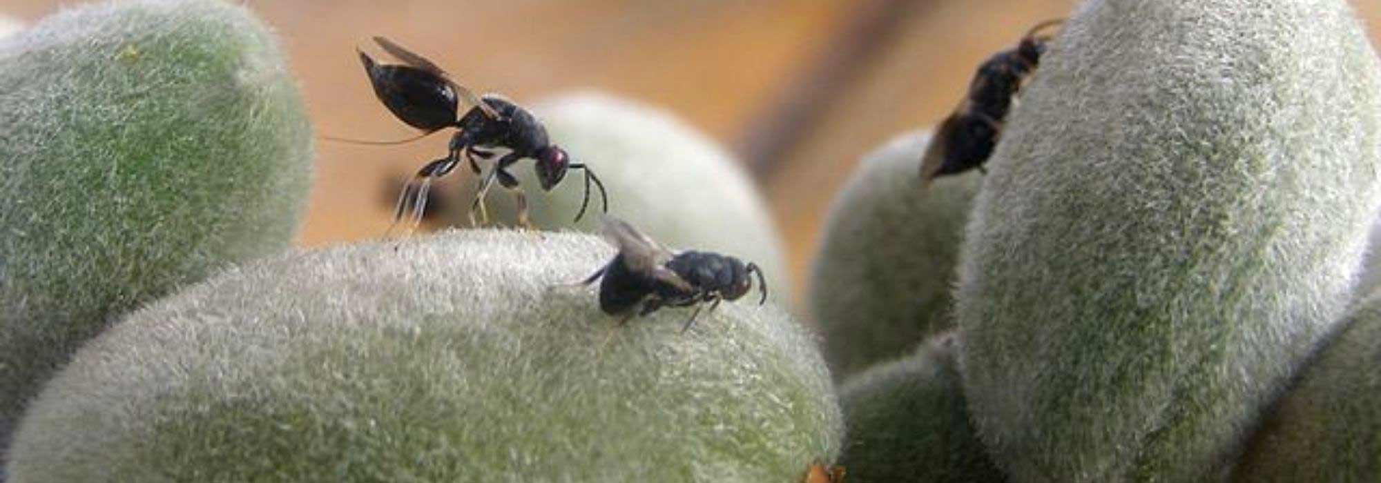 Krankheiten und Parasiten des Mandelbaums