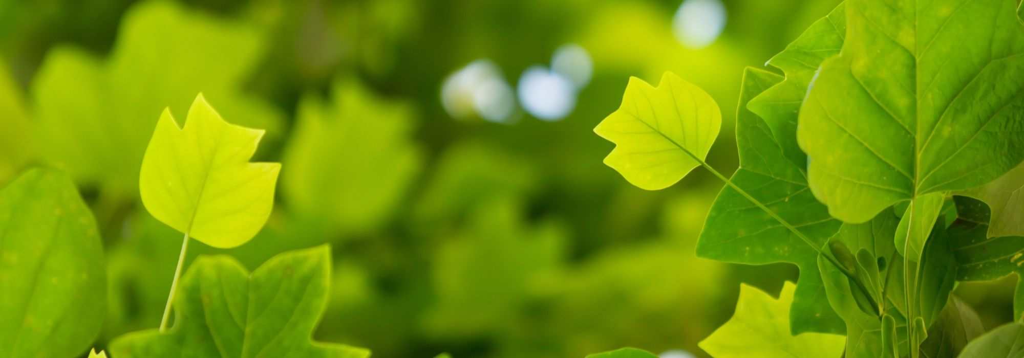 7 Bäume mit ungewöhnlichem Laub