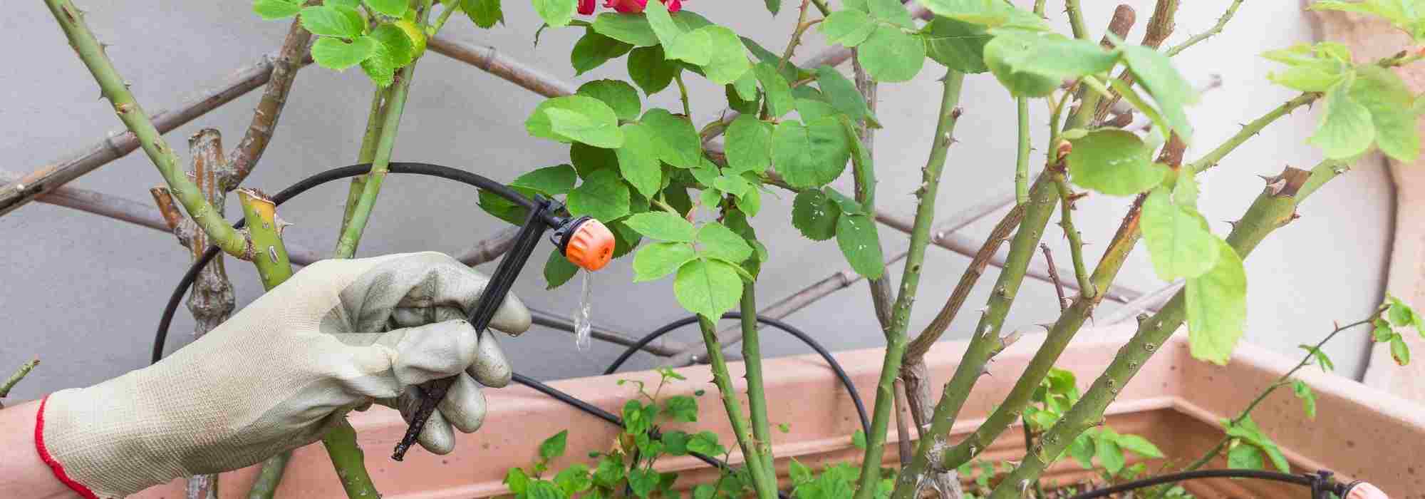 Automatische Bewässerung für Balkon oder Terrasse installieren?