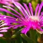 Mittagsblume kombinieren