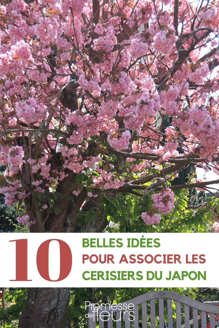 Prunus - Japanischer Zierkirschbaum