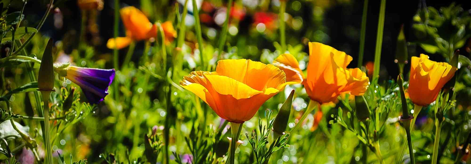 Orange Blüten kombinieren