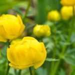 Trollblume kombinieren